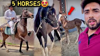 5 BEAUTIFUL HORSES😍 GH0DO K! TALAA$H F!R $HURU KRD! HUMN€ 😘KON$A GH0DA L€ K@r @u @b