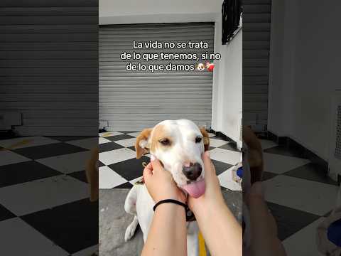 Con su camita nueva y cobijita no volverán a sentir más frío #perros #dog #animales #perritos