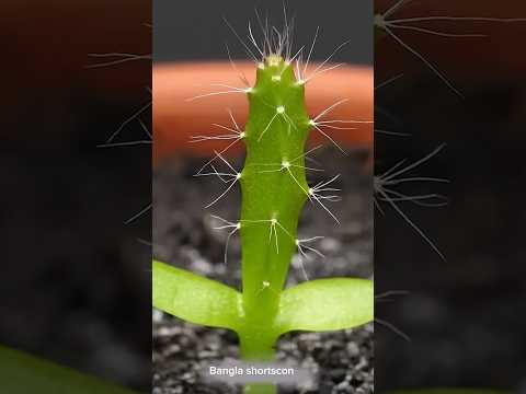 See how dragon fruit seeds grow into fruit #tranding