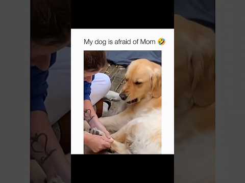 Dogs being idiots part 227 😂| Funny dogs compilation #funnydog #funnypet #cutedog #dog #dogsworld