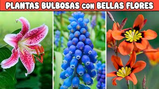 Plantas Bulbosas con Flores muy Coloridas para Decorar el Jardín