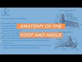 Ankle Anatomy and Function Assessment