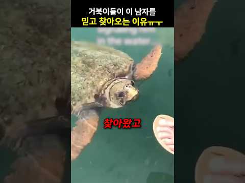 거북이들이 이 남자를 믿고 찾아오는 이유ㅠㅜ