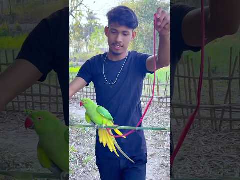 পাখিটাকে ছেড়ে দিয়ে অনেকটাই ভালো লাগলো 😊 #minivlog #vlog #dailyvlog #banglavlog
