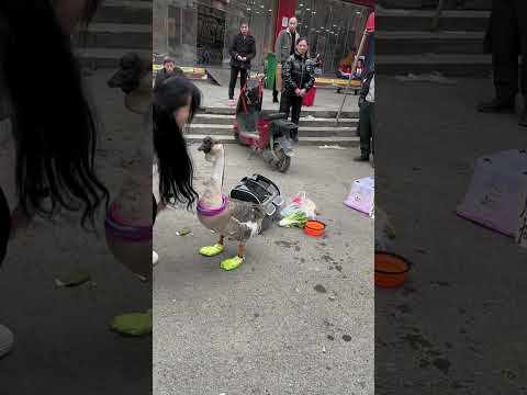 Goose 🦢: Didn't the owner say he was going to go off work?