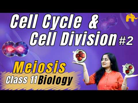 Cell Cycle And Cell Division Class 11 Biology #2 | Meiosis | NCERT Chapter 10 | CBSE NEET Basics