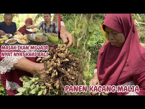 PANEN KACANG DAN MASAK IKAN MUJAIR NYAT NYAT ALA BALI