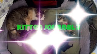 Kitten Journal 3