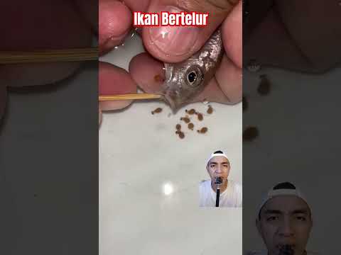 Ikan bertelur #shorts #putrachandubbing #dubbing