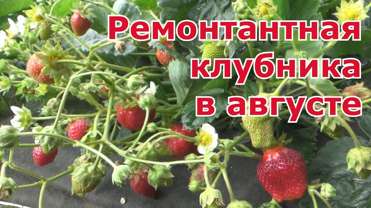 Особенности ухода за ремонтантной клубникой в августе и сентябре. Подкормки для хорошего урожая