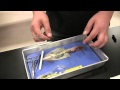 Squid Anatomy and Dissection Techniques