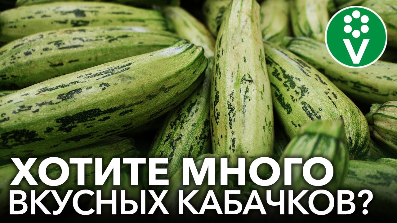 Кабачков не счесть! От этой подкормки кабачки растут без нитратов, долго хранятся и не болеют