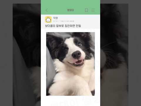 보더콜리 함부러 칭찬하면 안됨