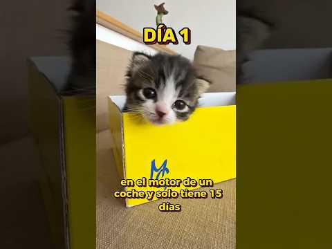 ENCONTRÉ UN GATITO ABANDONADO