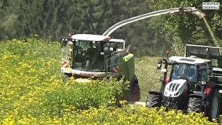Durchwachsene Silphie häckseln - Claas Jaguar 950 - Lohnunternehmen Spitzner