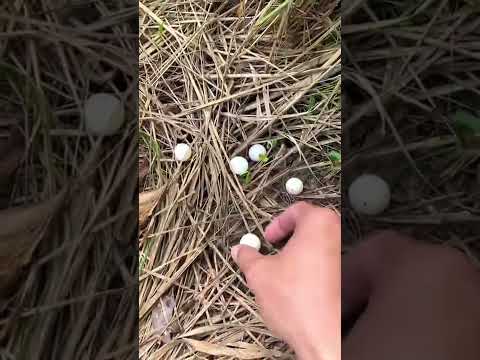 Otter Titi Saves Softshell Turtles When People Hunt Him