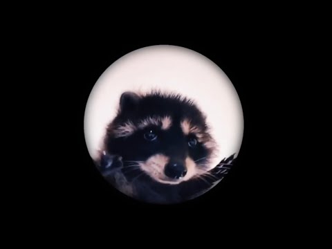 Raffaella Carrà - Pedro (Jaxomy & Agatino Romero Remix) TikTok REMIX | (Педро Педро Педро)