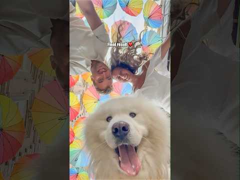 Cute family photo idea ☂️😍 #dog #samoyed #familyphoto #cute