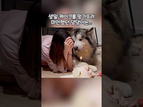 생일 케이크를 망가뜨려 미안했던 댕댕이는… 🐾❤️ #shorts
