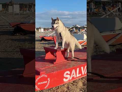 Cosa succede quando un HUSKY va al MARE per la PRIMA VOLTA🐺🌊😮 #cane #cani #dog #dogs #husky #mare