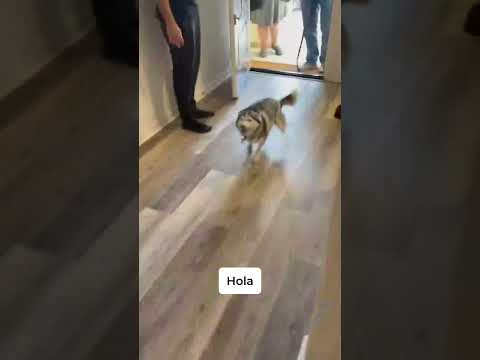 Sapphie la pomsky se reúne con su mejor amiga parte 2