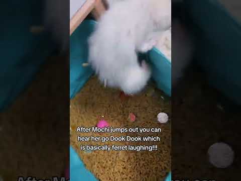 Ferret Giggles