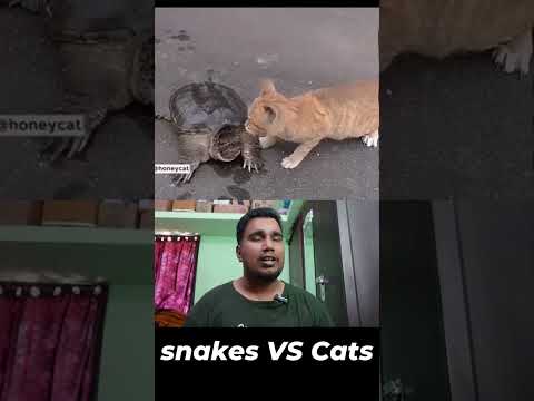 snakes VS Cats