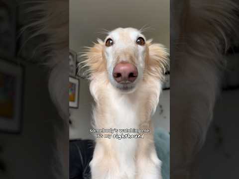 sighthounds are ALWAYS watching 👀 #anxiety #trending #shorts #sighthound
