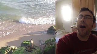 What Happened To Ken's Beard?! Sea Lion On The Beach!