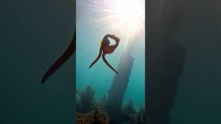 Diver Lives 'Underwater Photographer's Dream' as She Captures Seahorse Egg Transfer