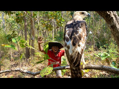 Mr. Phannong See Eagle On A Tree. #eagle #nature #animals #wildlife #wedgetailedeagle #birds #tree