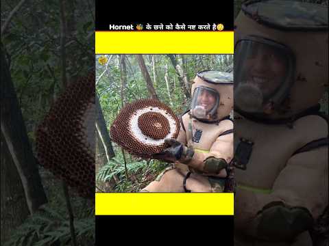 Hornet के छत्ते को कैसे नष्ट करते है | How To Destroy A Deadly Hornet Hive | #shorts