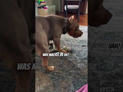 HUNDESOHN UND VATER! ๐น #shorts von @Arschbulette ๐ฃ๐ค #americanbully #pitbull #staffy #arschbulette