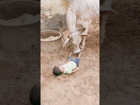 short viral #cow #keshav ki masti #ami #bakra #bhoot #cowvideos #tiktok #gay#gayangaming