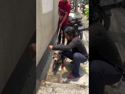 Stray dog treatment #rescuedog #shorts