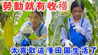 本來摘一顆黃瓜解渴，結果摘了一大堆，勞動就有收穫，太喜歡這種田園生活了