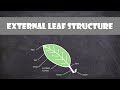 Leaf Structure and Venation Types