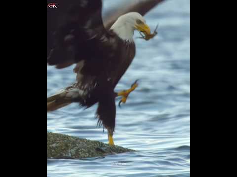 Eagle ? केकड़े से क्यों डरता है ?? #shorts #viral #animals