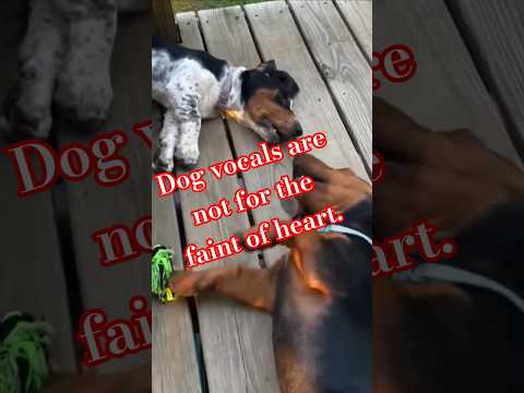 Собачий вокал—вот так ЗРЕЛИЩЕ 🐕не для слабонервных#видосыоткота #funny #shortsvideo