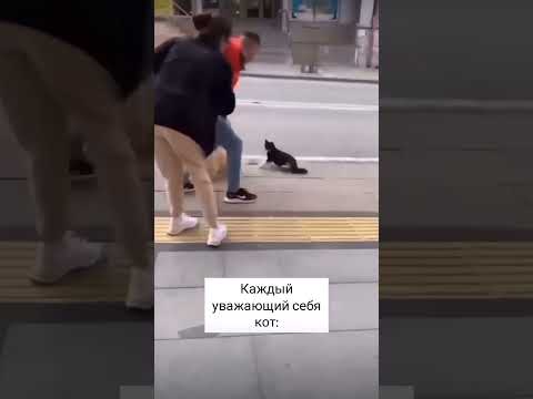 главный кот на районе