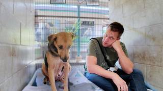 Starving Mama Dog Nearly Gives Up Until a Miracle Happens 🥹