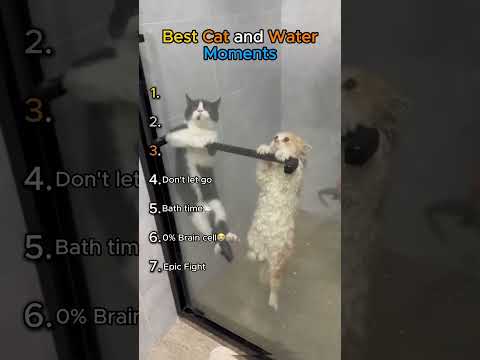 Best Cat and Water Moments😹 (What is happening?!🤣)