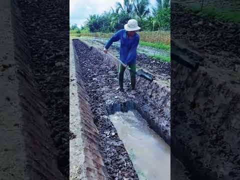 Ide pintar petani Thailand saat mengembangkan budidaya tanaman pare #shorts