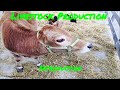 Livestock Significance in African Cultures