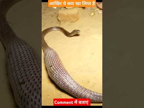 आखिर इस सांप ने क्या खा लिया । cat vs snake. #snake #rescue #shorts #cobra