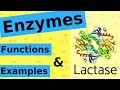 Exploring the Role and Function of Enzymes