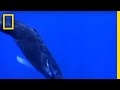 Humpback Whales: Nature's Mesmerizing Mammals