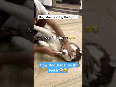 Brushing Husky teeth: Mom Vs Dad ๐๐ฆท๐ชฅ #funnydog #dogparents #husky