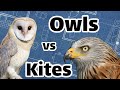 Owl Conservation and Behavior