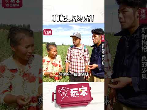 新鮮枸杞口感如水果！【週一愛玩客】#自由發揮 #shorts